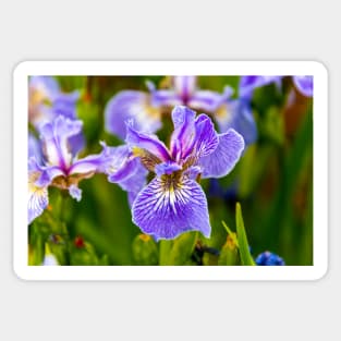 Purple Iris Flower Sticker